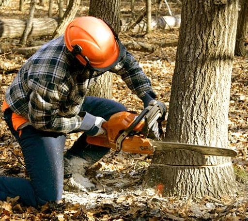 Tree Removal in Sparks, GA